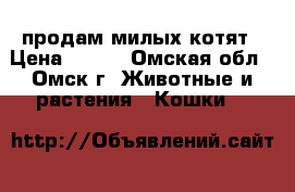 продам милых котят › Цена ­ 500 - Омская обл., Омск г. Животные и растения » Кошки   